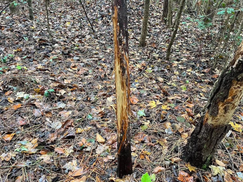 Photo 5 of 42 land for sale in Dinwiddie County virginia Photo 5 of 42 land for sale in Dinwiddie County virginia