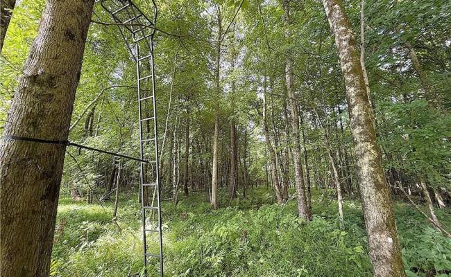 19.2Ac Hollybush Road, Surry County, VA 23839