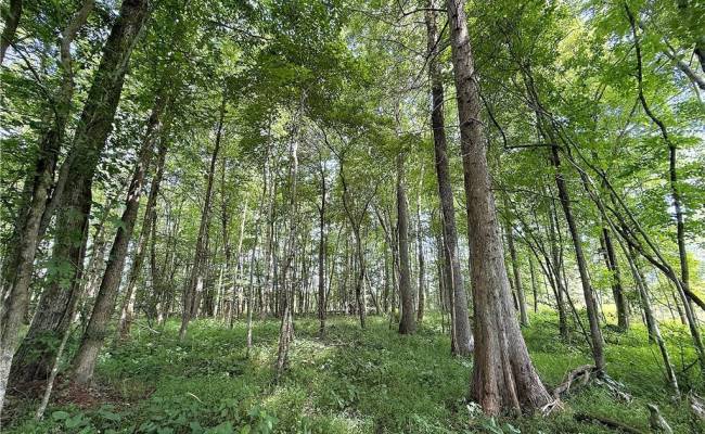 19.2Ac Hollybush Road, Surry County, VA 23839