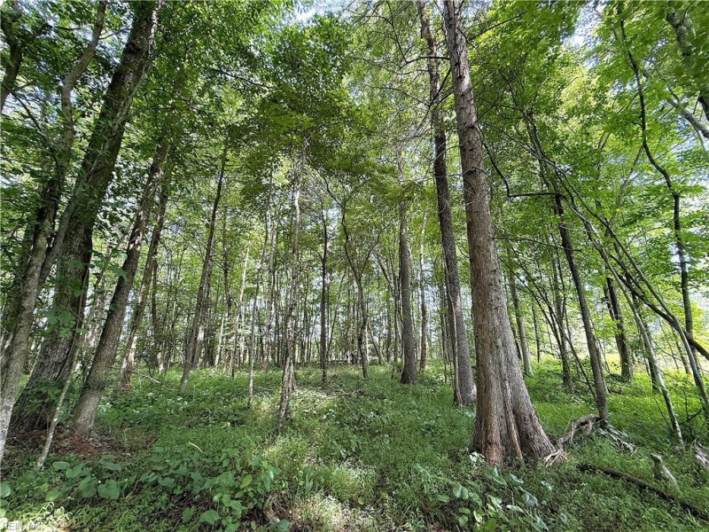 Photo 29 of 37 land for sale in Surry County virginia Photo 29 of 37 land for sale in Surry County virginia