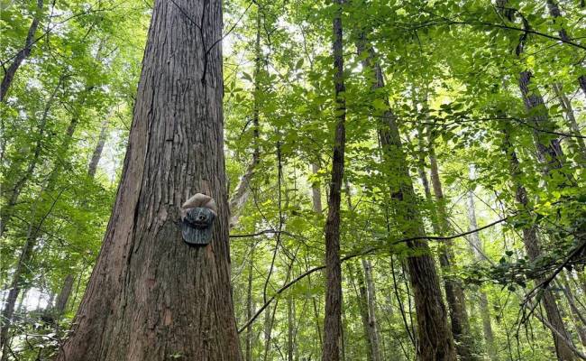 19.2Ac Hollybush Road, Surry County, VA 23839