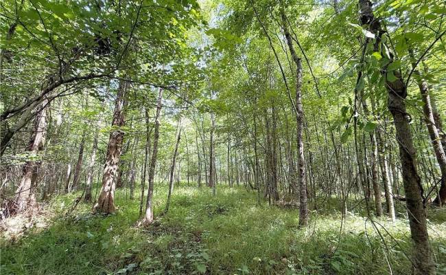 19.2Ac Hollybush Road, Surry County, VA 23839