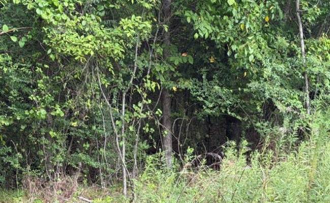 LOTS Railroad Avenue, Sussex County, VA 23888