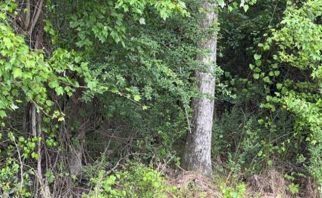 LOTS Railroad Avenue, Sussex County, VA 23888