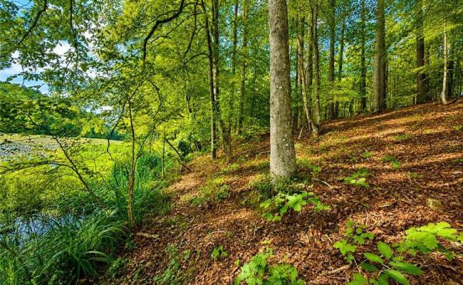 LOT 5 Birdsong Road, Brunswick County, VA 23845