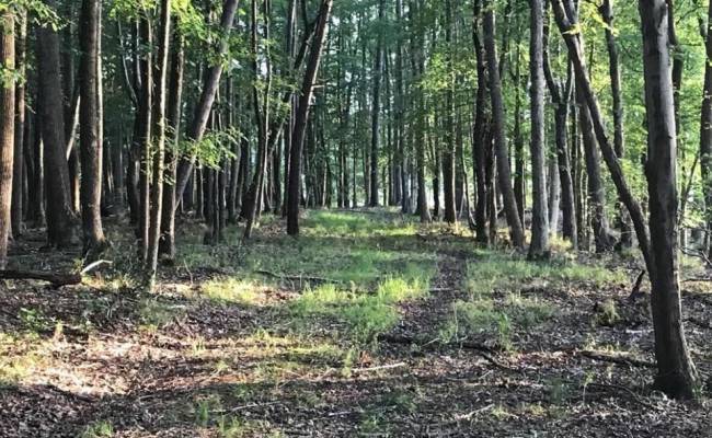 2561 Fort Huger Drive, Isle of Wight County, VA 23430 photo 6