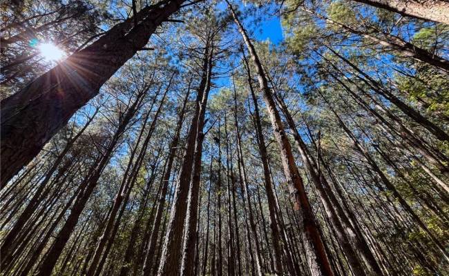 15 Acres Cypress Chapel Road, Suffolk, VA 23434