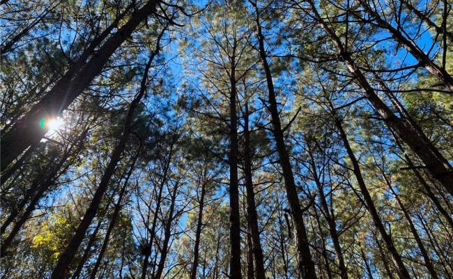 15 Acres Cypress Chapel Road, Suffolk, VA 23434
