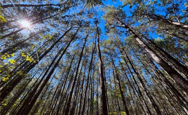 15 Acres Cypress Chapel Road, Suffolk, VA 23434