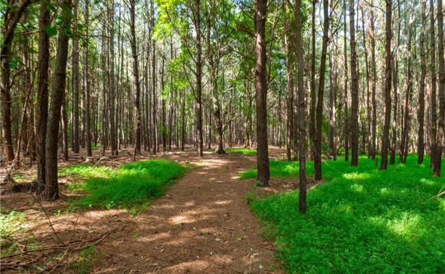 55 Ac  Vellines Lane, Isle of Wight County, VA 23314