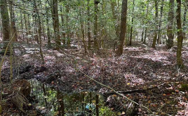 45.5 Acres Cypress Chapel Road, Suffolk, VA 23434