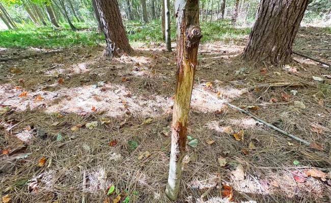 45.5 Acres Cypress Chapel Road, Suffolk, VA 23434