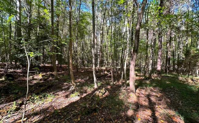 45.5 Acres Cypress Chapel Road, Suffolk, VA 23434