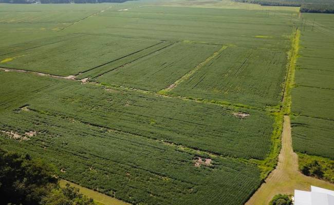 11.8 Acres Ballahack Road, Chesapeake, VA 23322