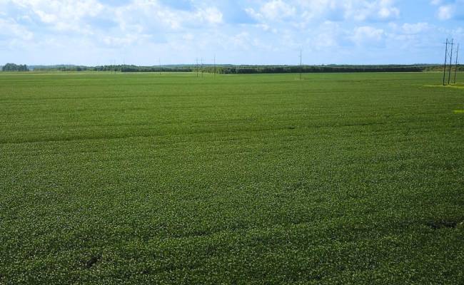 11.8 Acres Ballahack Road, Chesapeake, VA 23322