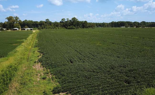 11.8 Acres Ballahack Road, Chesapeake, VA 23322