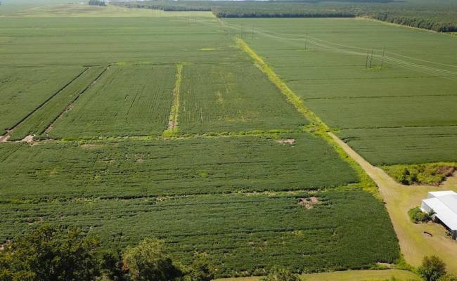 11.8 Acres Ballahack Road, Chesapeake, VA 23322