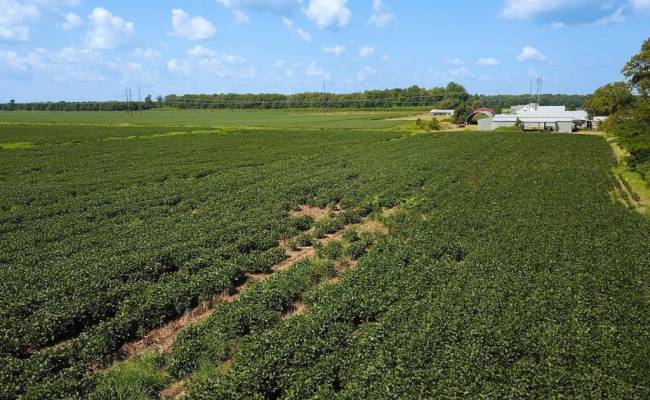 11.8 Acres Ballahack Road, Chesapeake, VA 23322