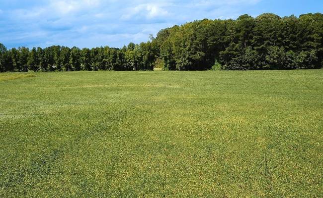 42.4 Acres Benefit Road, Chesapeake, VA 23322 photo 19