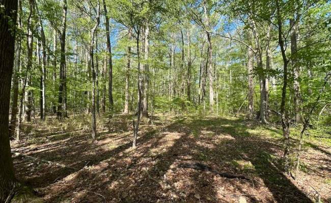 42.4 Acres Benefit Road, Chesapeake, VA 23322 photo 6