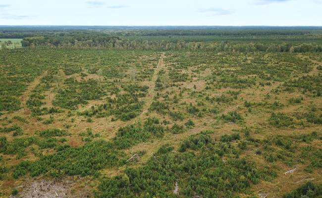 193 Acres Saxis Road, Accomack County, VA 23427