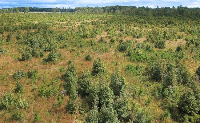 193 Acres Saxis Road, Accomack County, VA 23427