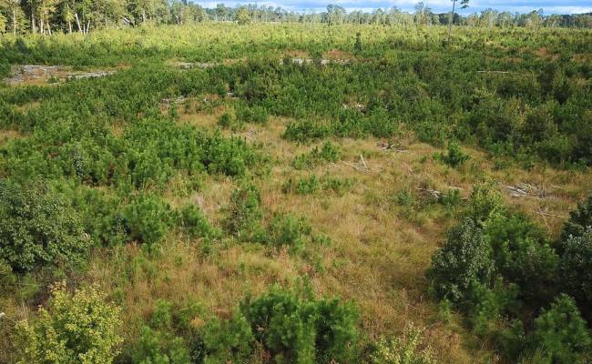 193 Acres Saxis Road, Accomack County, VA 23427
