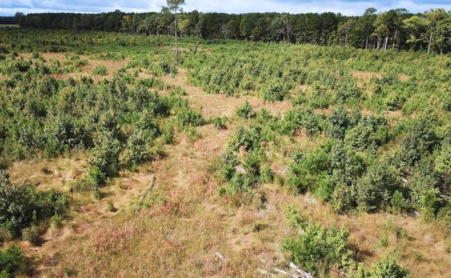 193 Acres Saxis Road, Accomack County, VA 23427