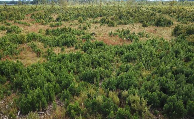 193 Acres Saxis Road, Accomack County, VA 23427