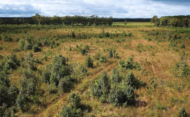 193 Acres Saxis Road, Accomack County, VA 23427
