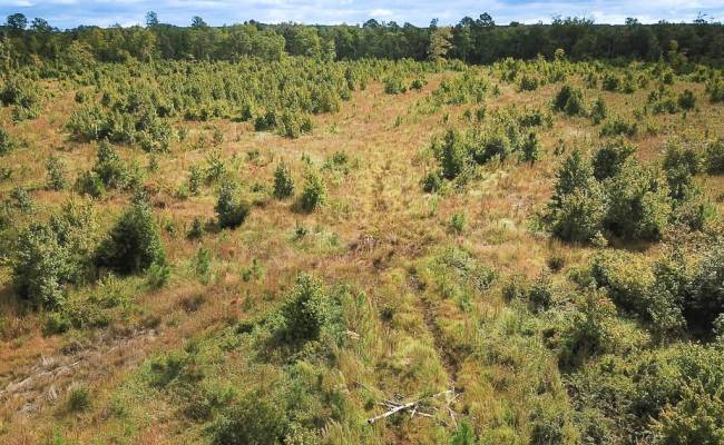 193 Acres Saxis Road, Accomack County, VA 23427
