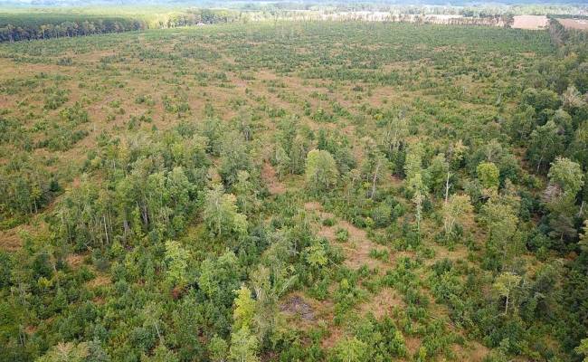 193 Acres Saxis Road, Accomack County, VA 23427