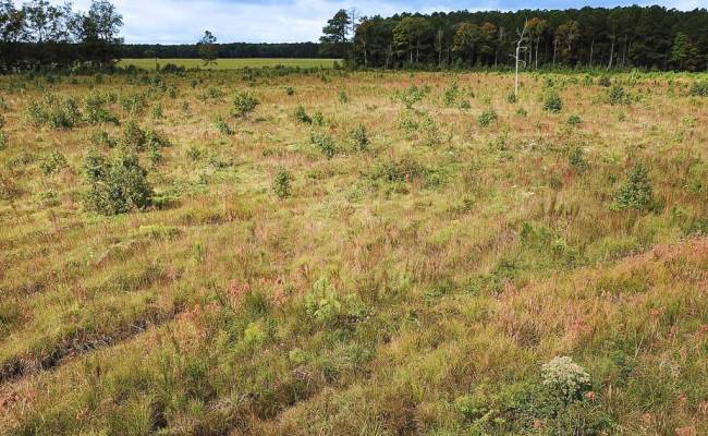 193 Acres Saxis Road, Accomack County, VA 23427