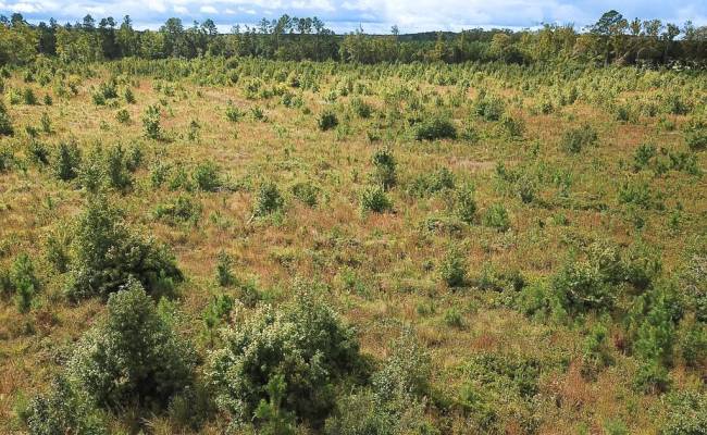 193 Acres Saxis Road, Accomack County, VA 23427
