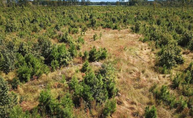 193 Acres Saxis Road, Accomack County, VA 23427