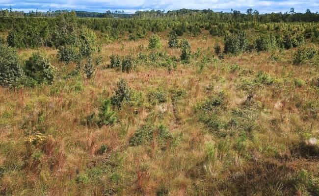 193 Acres Saxis Road, Accomack County, VA 23427
