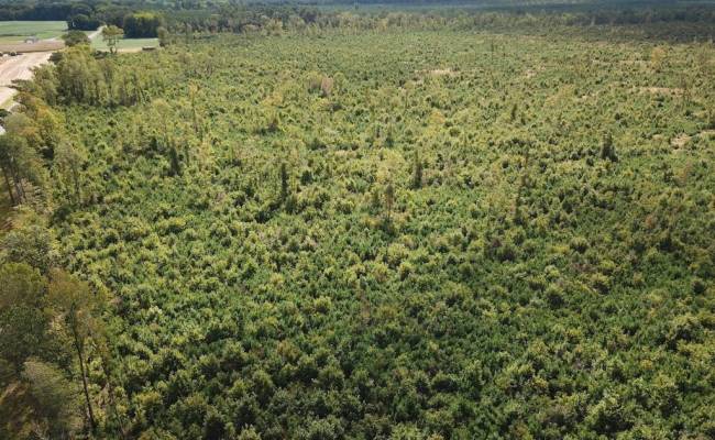193 Acres Saxis Road, Accomack County, VA 23427
