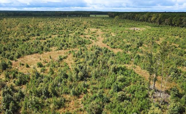 193 Acres Saxis Road, Accomack County, VA 23427