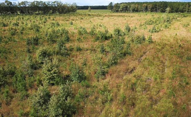 193 Acres Saxis Road, Accomack County, VA 23427