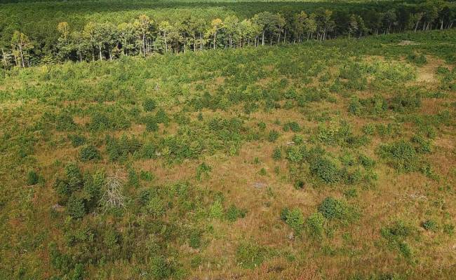193 Acres Saxis Road, Accomack County, VA 23427