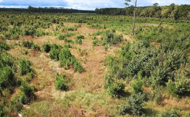 193 Acres Saxis Road, Accomack County, VA 23427