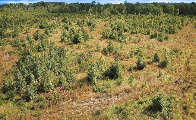 193 Acres Saxis Road, Accomack County, VA 23427