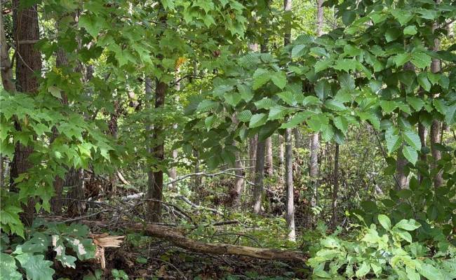 6.72Ac Hudson Mill Drive Drive, Brunswick County, VA 23868