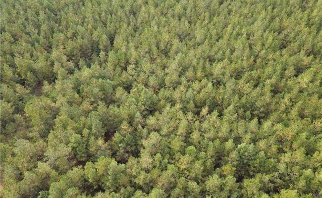 12AC Jenkins Mill Road, Isle of Wight County, VA 23851