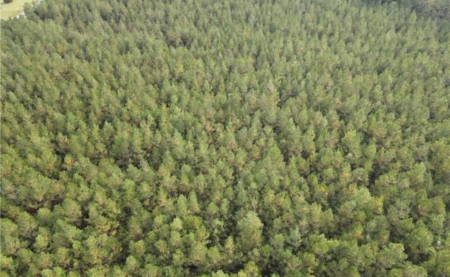 12AC Jenkins Mill Road, Isle of Wight County, VA 23851