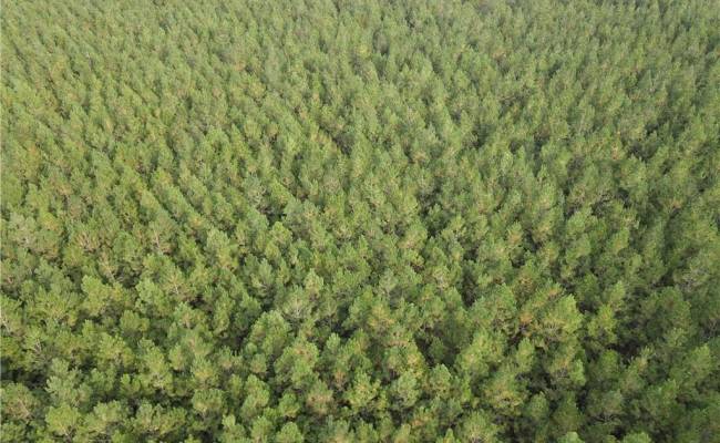 12AC Jenkins Mill Road, Isle of Wight County, VA 23851